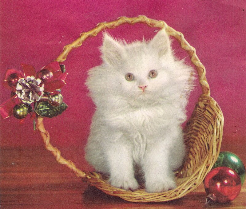 White Kitten in Basket — Festive