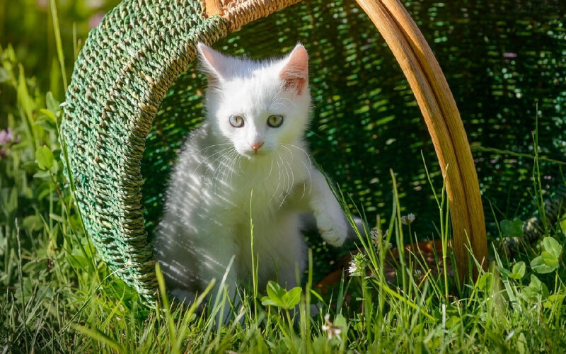 White Kitten in Basket — Green, Serene