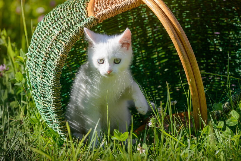 White Kitten in Basket — Green