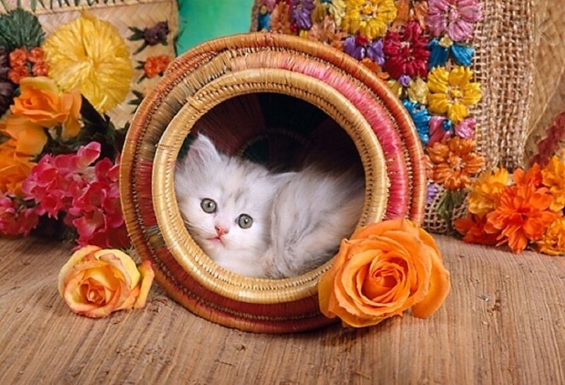White Kitten in Basket — Orange, Calm