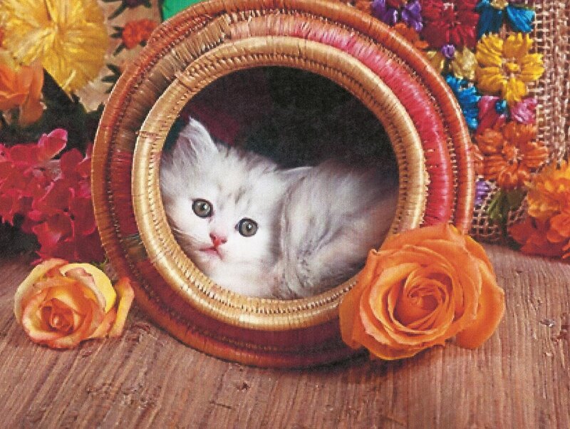 White Kitten in Basket — Orange