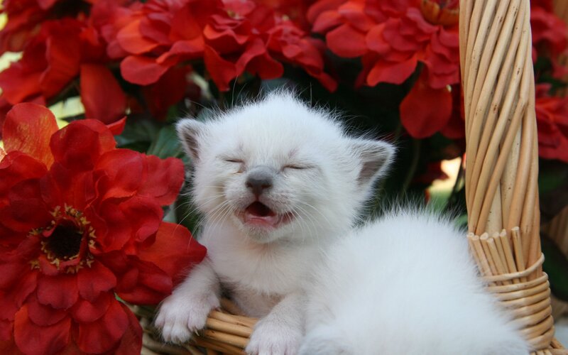 White Kitten in Basket — Peaceful, Afternoon
