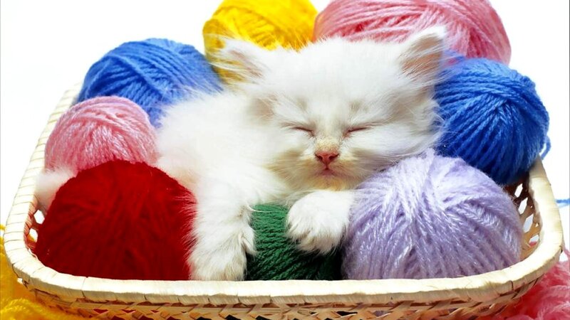 White Kitten in Basket — Peaceful, Photograph