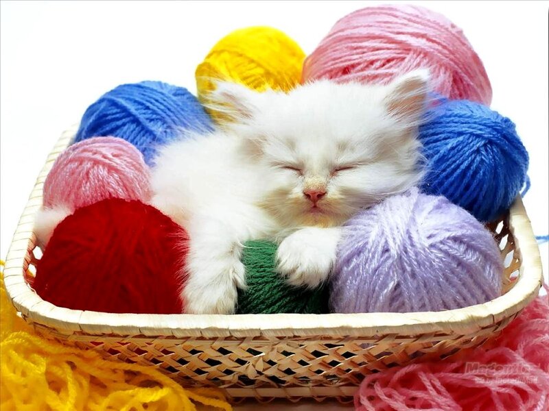 White Kitten in Basket — Peaceful