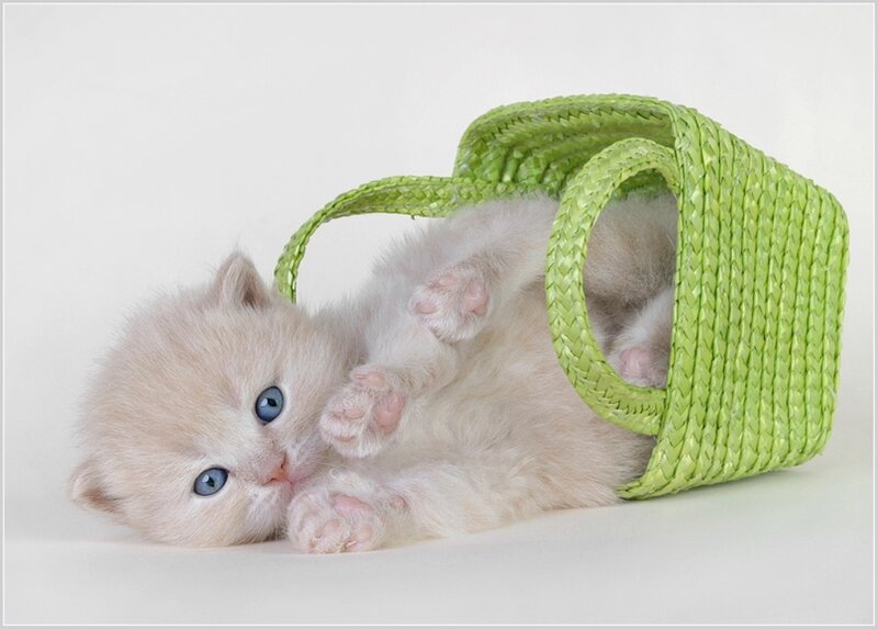 White Kitten in Basket — Playful, Photograph