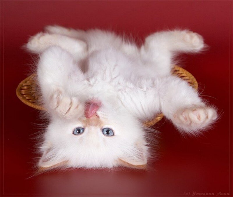 White Kitten in Basket — Playful