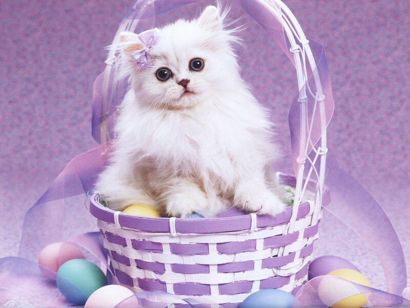 White Kitten in Basket — Purple, Festive