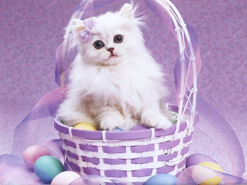 White Kitten in Basket — Purple