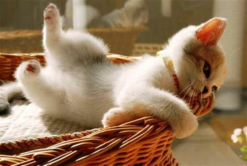 White Kitten in Basket — Relaxed