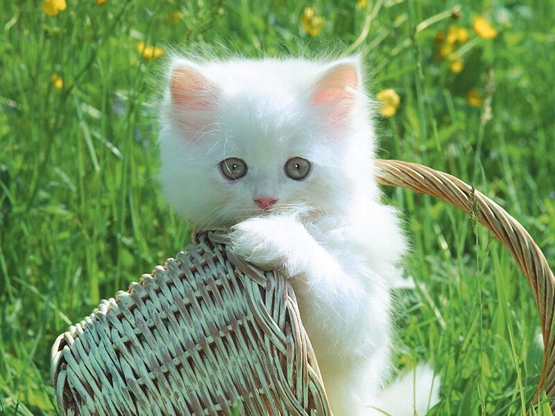 White Kitten in Basket — Serene, Afternoon, Photograph
