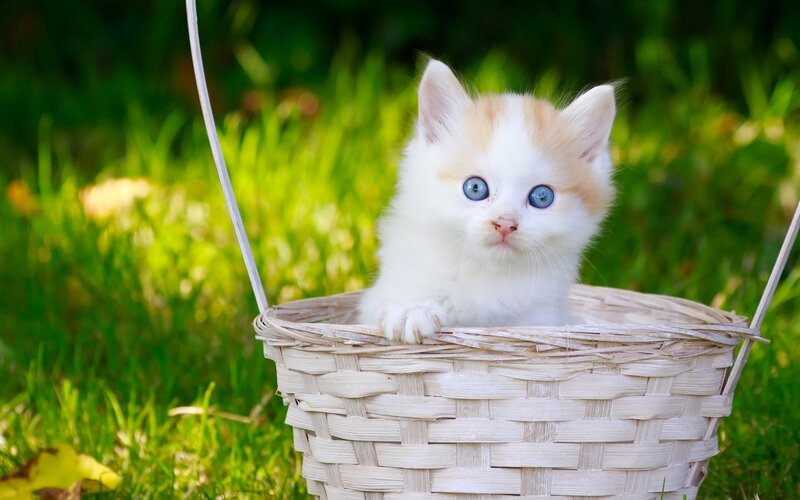 White Kitten in Basket — Serene, Afternoon