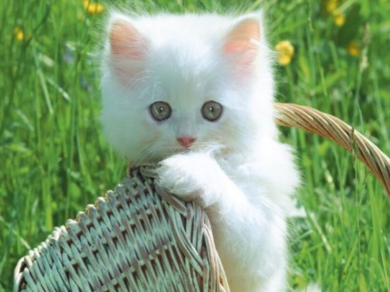 White Kitten in Basket — Serene, Spring, Photograph, Grass, Flowers