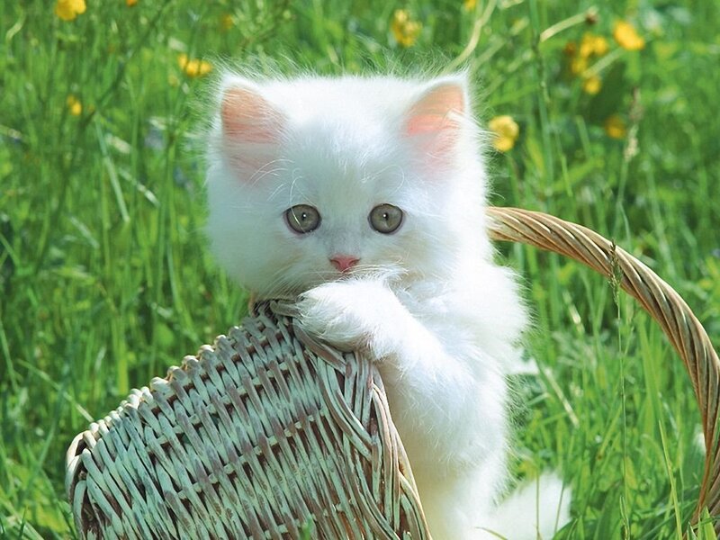 White Kitten in Basket — Serene, Spring, Photograph, Grass