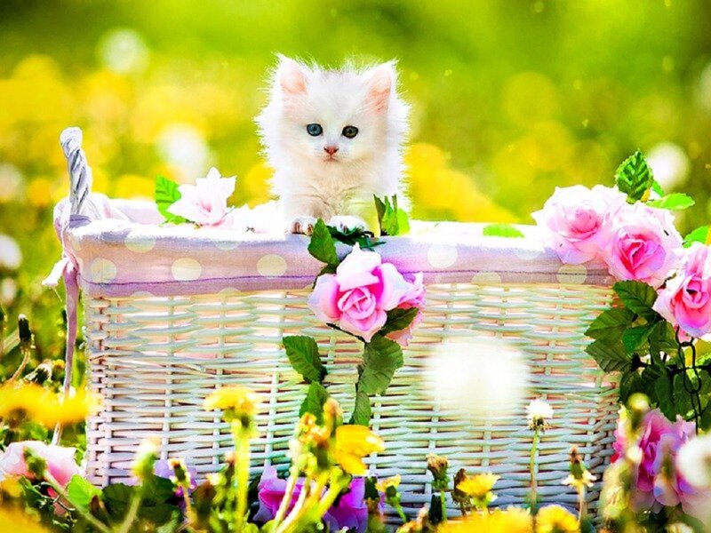 White Kitten in Basket — Serene, Spring, Photograph