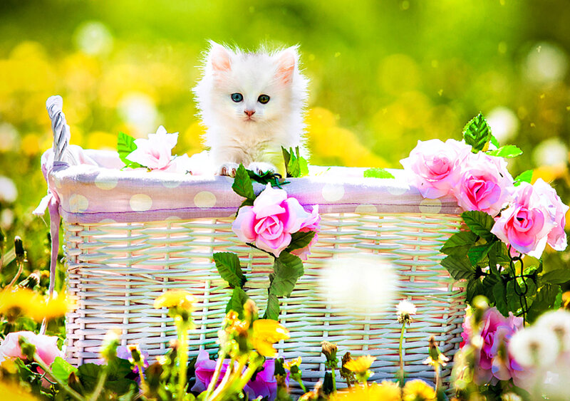 White Kitten in Basket — Serene, Spring
