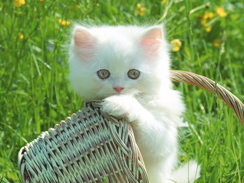White Kitten in Basket — Serene