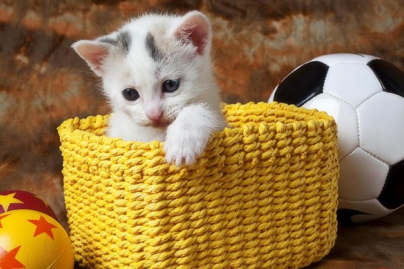 White Kitten in Basket — Yellow, Playful