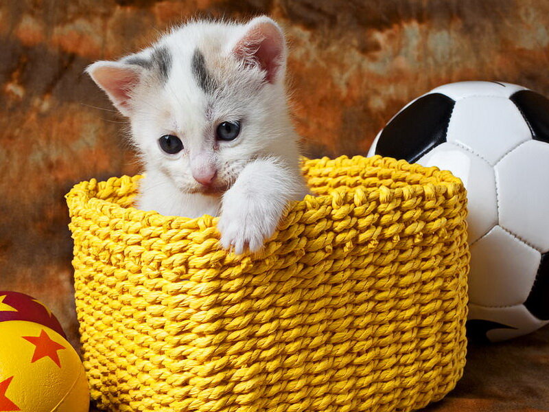 White Kitten in Basket — Yellow