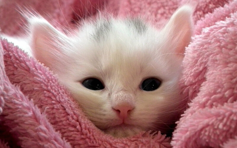White Kitten in Blanket — Pink, Calm