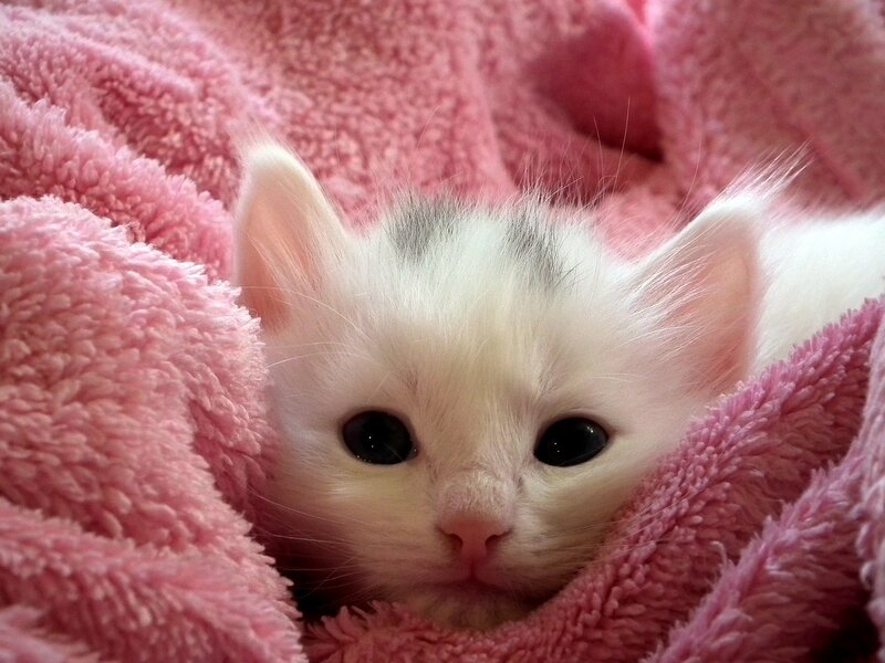 White Kitten in Blanket — Pink