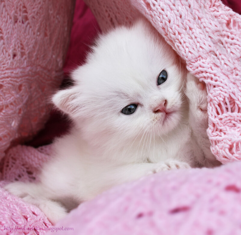 White Kitten in Blanket