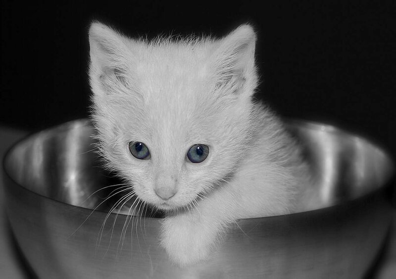 White Kitten in Bowl — Black