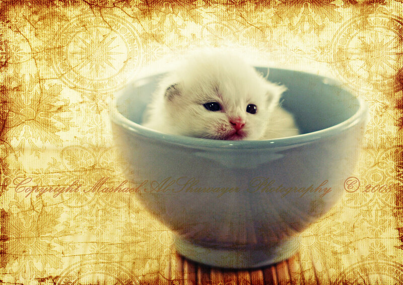 White Kitten in Bowl — Calm