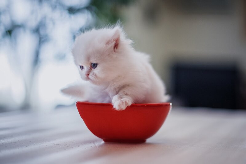 White Kitten in Bowl — Red