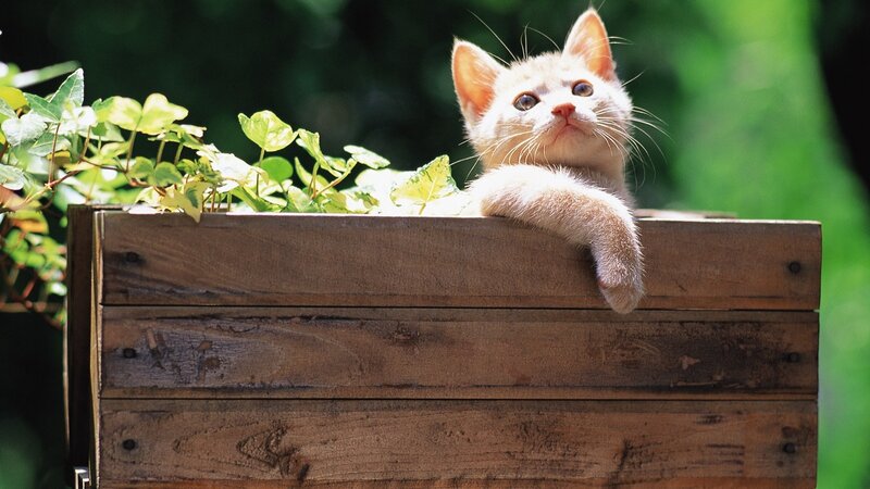 White Kitten in Box — Brown