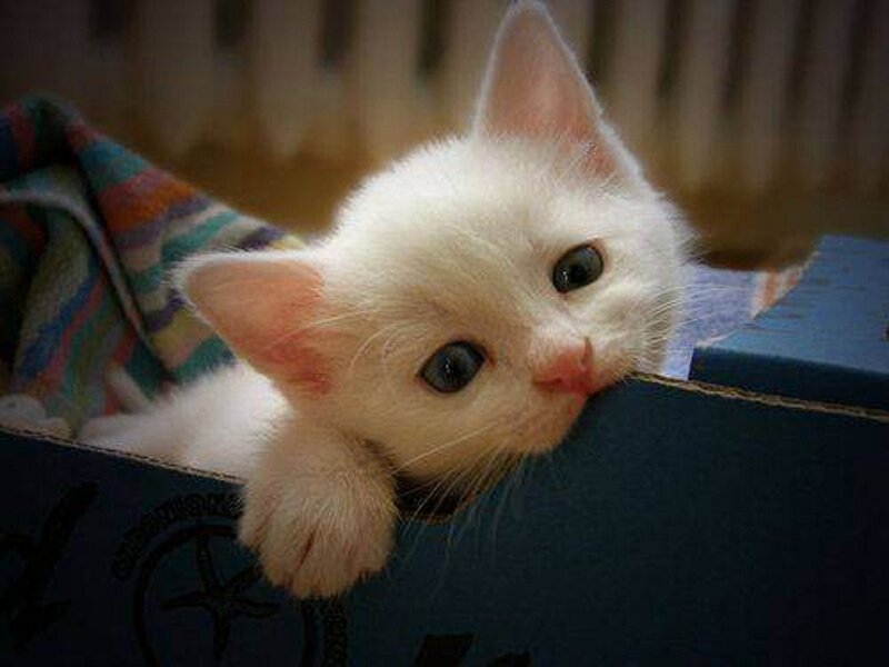 White Kitten in Box — Curious