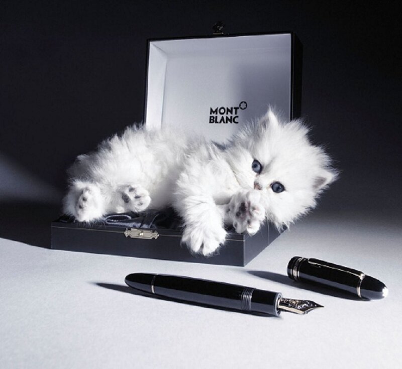 White Kitten in Box
