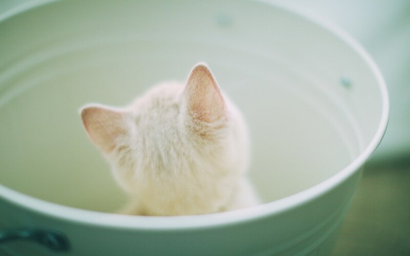 White Kitten in Bucket