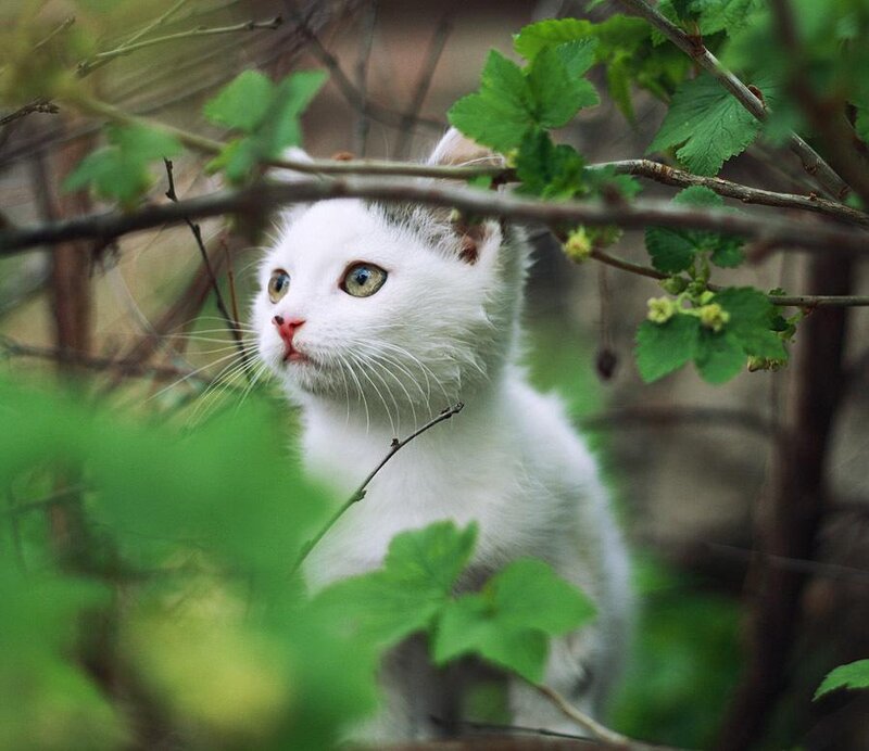 White Kitten in Bush