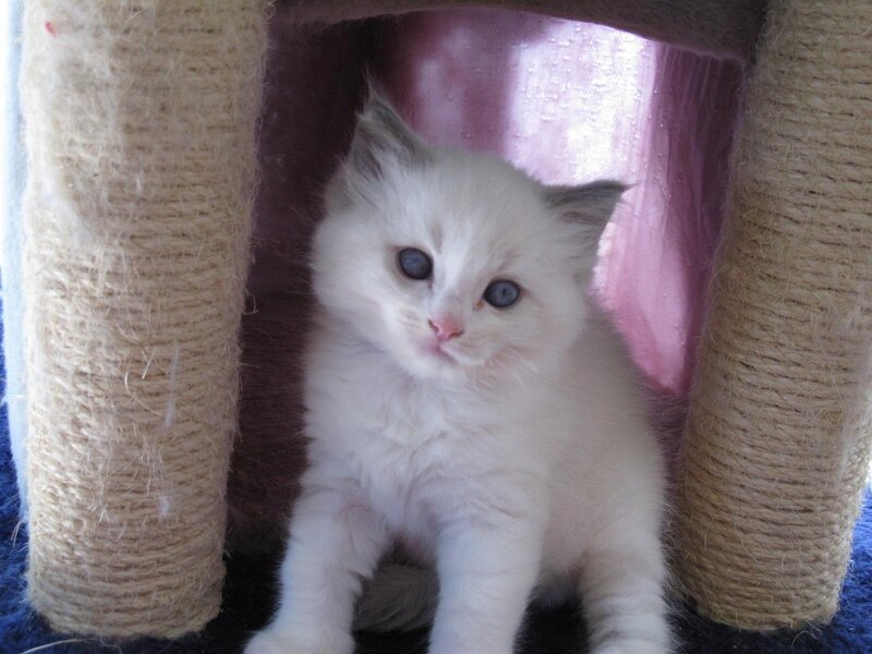 White Kitten in Cat House