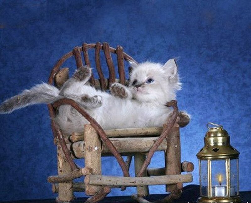 White Kitten in Chair