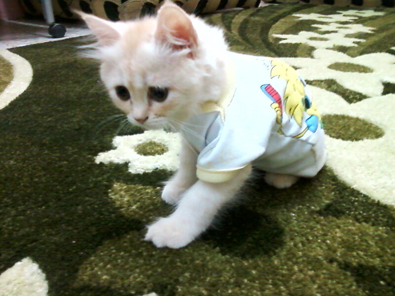 White Kitten in Clothes