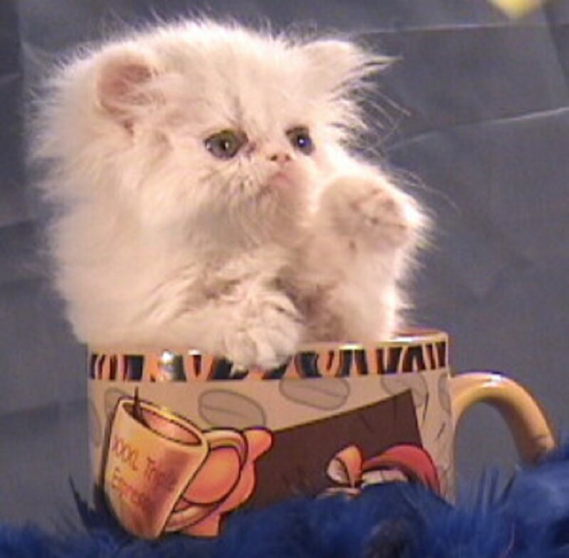 White Kitten in Cup — Cute