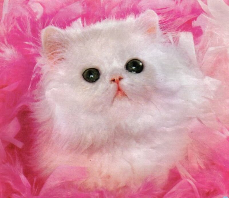 White Kitten in Feathers