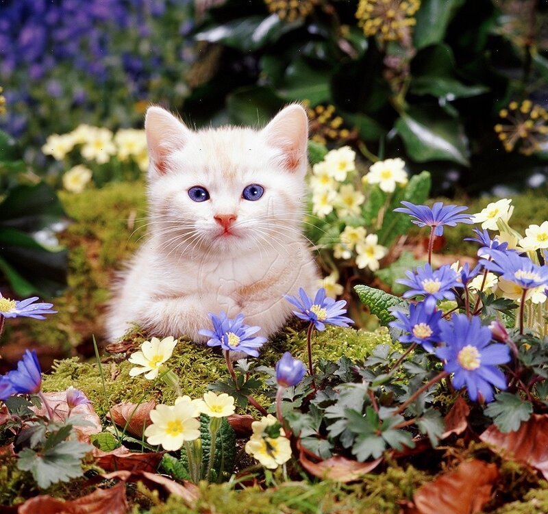 White Kitten in Flowers — Blue, Serene
