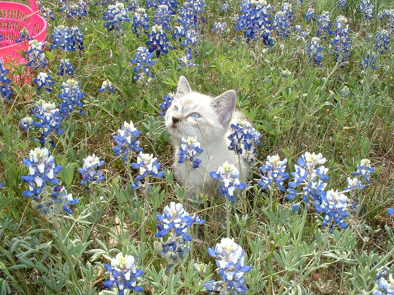 White Kitten in Flowers — Blue
