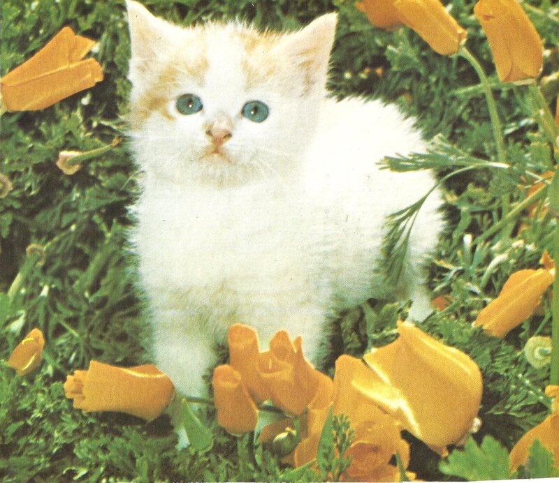 White Kitten in Flowers — Calm, Spring