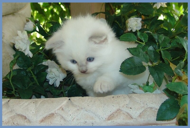 White Kitten in Flowers — Calm