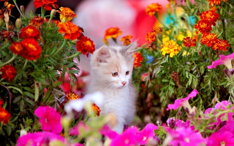 White Kitten in Flowers — Pink, Calm, Afternoon