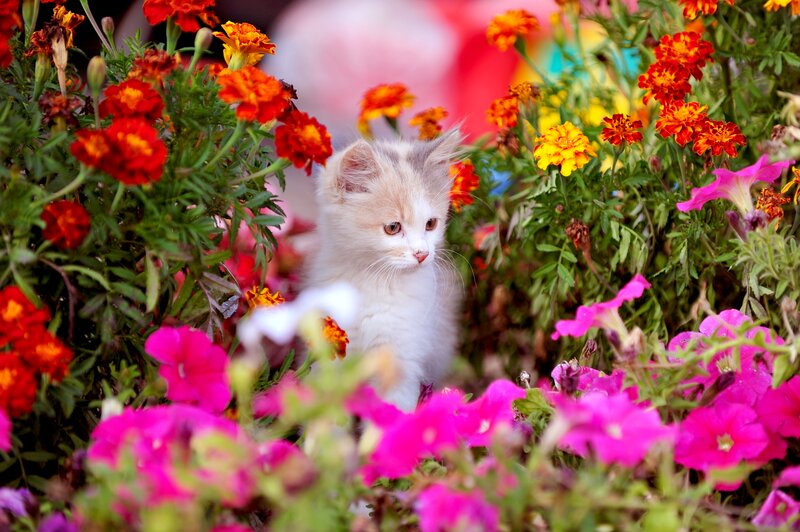 White Kitten in Flowers — Pink, Calm