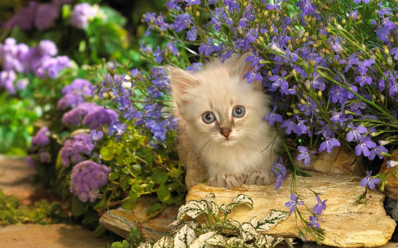 White Kitten in Flowers — Purple, Serene, Spring, Photograph, Rock