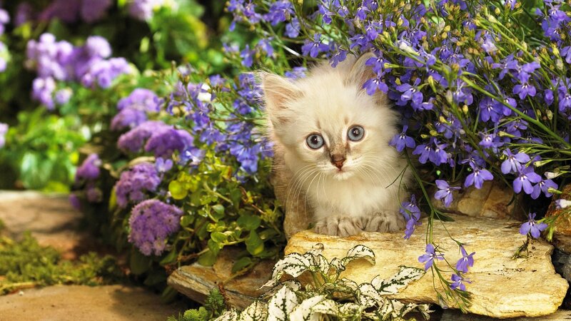 White Kitten in Flowers — Purple, Serene, Spring