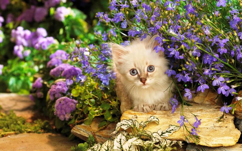 White Kitten in Flowers — Purple, Serene
