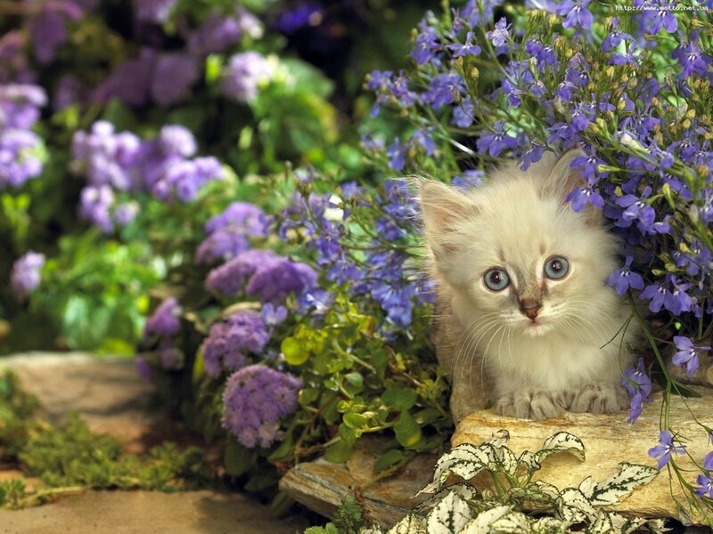White Kitten in Flowers — Purple