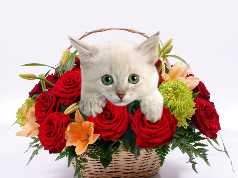 White Kitten in Flowers — Red