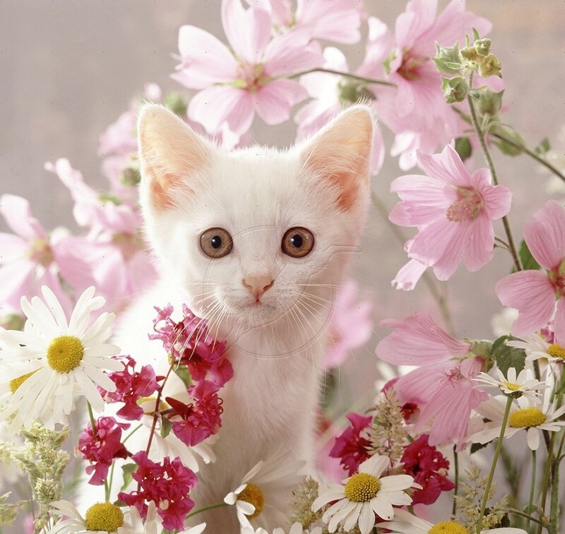 White Kitten in Flowers — Serene, Spring, Photograph, Daisies